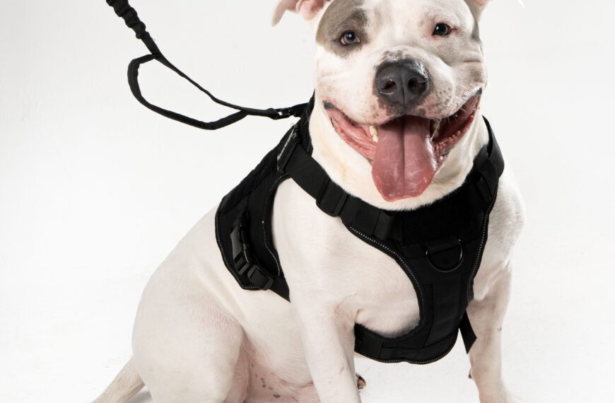 Vidapets impulsa paseos más seguros y con estilo a través de sus pecheras para mascotas