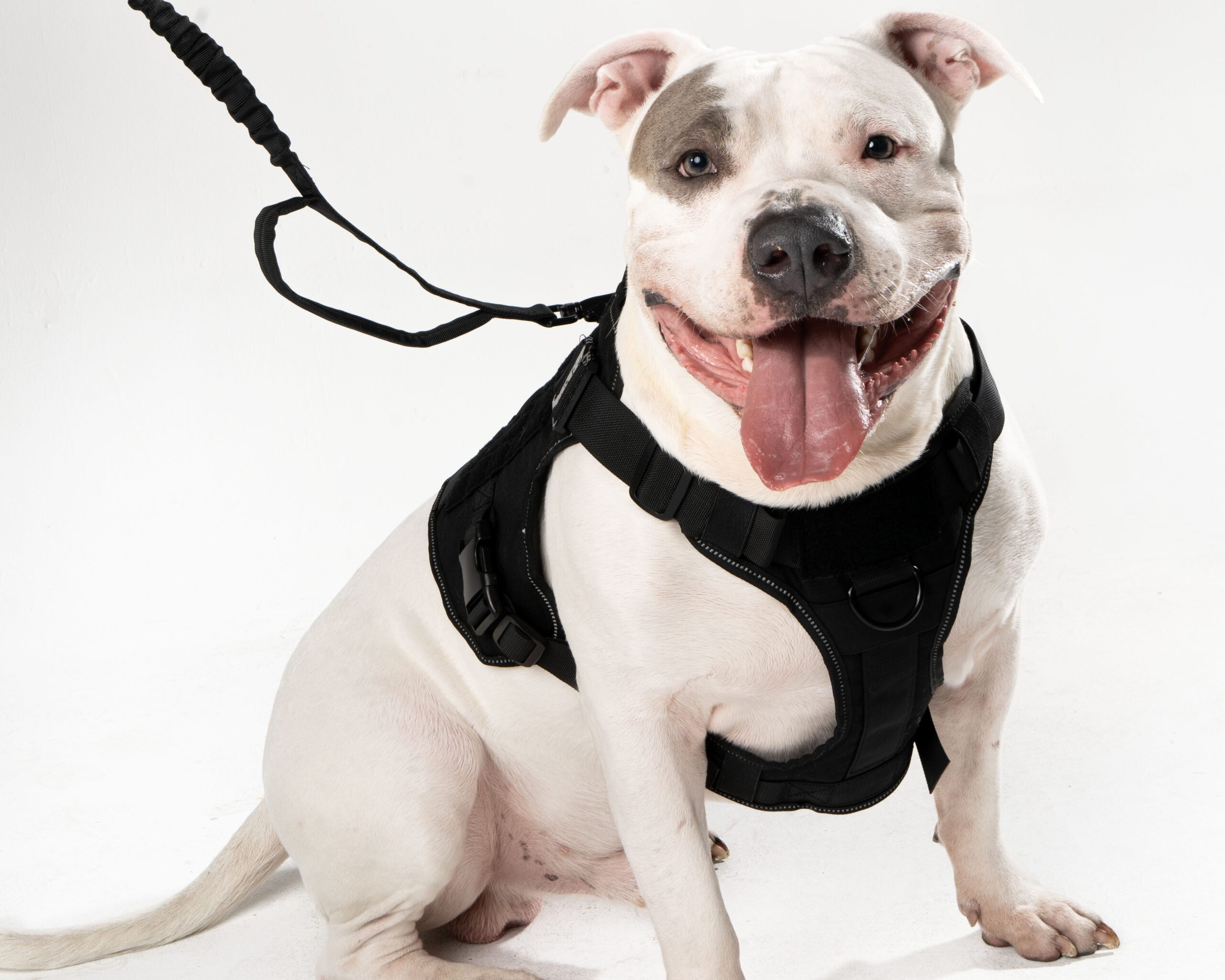 Vidapets impulsa paseos más seguros y con estilo a través de sus pecheras para mascotas