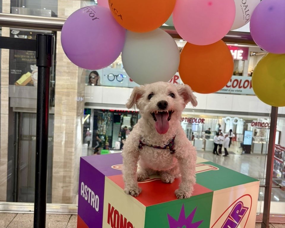 Festipatitas celebra su segunda edición en Maracay con una experiencia integral para mascotas y sus familias